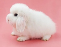 宠物兔子怎么养？新手养兔抓紧码住~