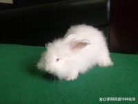 宠物兔的常见品种