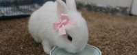 养宠物兔的好处有什么？有什么麻烦的事情呢？