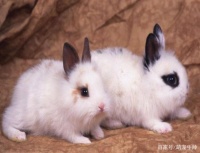宠物兔机灵可爱，而且非常听话，那么在家如何养好宠物兔呢？