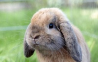 敲黑板！关于饲养宠物兔的几点正确认知，要记下来哦