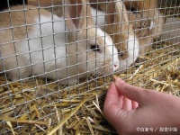 不知道该如何养宠物兔？教你在家培养出生活习惯良好的宠物兔