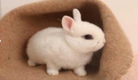 宠物兔：几乎被人类遗忘的角色
