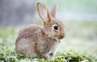 宠物兔外表虽然萌，可是也有“蔫坏”的小脾气，不调教是不行的