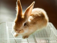 可爱的宠物兔遛一遛身体更健康，不过这些注意事项一样也不能落下