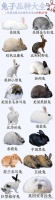 兔子种类大全，今年想搞兔兔养殖的必看