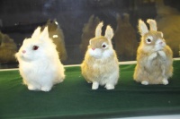 这里有2000多只宠物兔