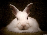 如何照顾你的宠物兔：掌握必备技巧和窍门！