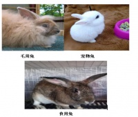 关于宠物兔，最常见的名牌品种科普