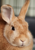 宠物兔护养注意事项