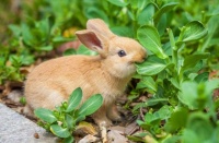 这几种宠物兔适合家养，颜值高又乖巧，蠢萌蠢萌的太讨喜了