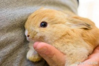 宠物兔养殖有哪些注意事项？16个总结事项精髓