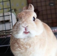 兔年的宠物兔估计又要遭殃了