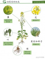 兔兔能吃&不能吃看这一篇就够了