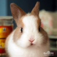 新手宠物兔的购买
