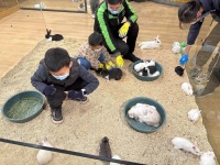 买兔子撸兔子！中国兔年让宠物兔成为新晋流量密码