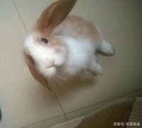 养宠物兔可能会遇到的常见病