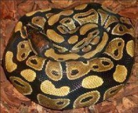 最好饲养的十大宠物蛇