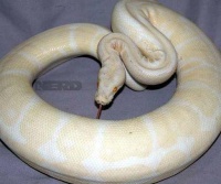 国内最常见的十种宠物蛇