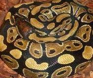 最适合饲养的十大宠物蛇