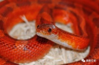 最适合新手饲养的4大宠物蛇，不妨试一下！