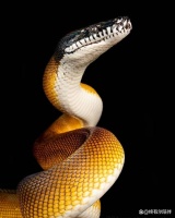 宠物蛇真的不咬人吗？