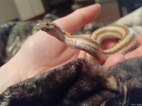 最受欢迎的宠物蛇品种推荐