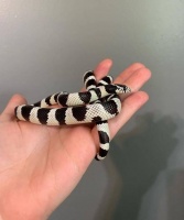 宠物蛇的一些简单介绍