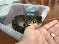 宠物蛇丢了怎么找