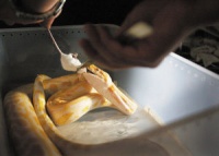 另类宠物深受昆明潮人喜爱 宠物蛇价格高达上万元