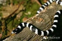 那些对于王蛇的误解，最皮实的宠物蛇！