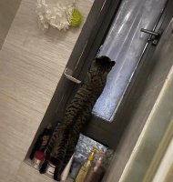 寻找一只猫一天至少走4万步！揭秘“宠物界的福尔摩斯”