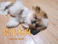 宠物经济：年轻人花万元送宠物学“装死”，“养娃”式养宠！