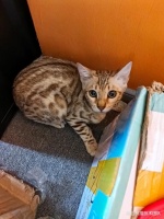 「宠物寻找」找猫，寻宠，我的猫丢了，宠物侦探怎么找猫