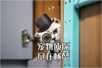 宠物侦探，寻找的不是宠物，是家庭成员