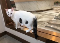 花万元请侦探找宠物 有人与宠物重逢 有人闹到派出所