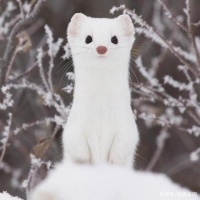 科普达宠：比猫狗还要粘人的小可爱——雪貂