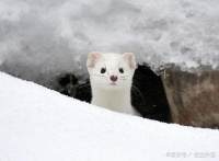 宠物界的稀有精英