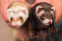 宠物貂越来越多人喜爱：外形像只大老鼠，其实生活习惯和猫咪相同