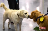 宠物走丢怎么办? “宠物侦探”成日本新兴职业