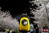 华媒:日本出现宠物侦探职业 暂未规范化、专业化