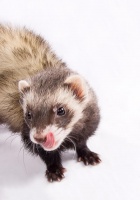 揭秘雪貂的寿命：宠物貂的养护与陪伴时长