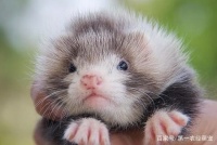 手感超棒并且特别粘人的宠物貂很受欢迎的，但是它们真的不臭吗？