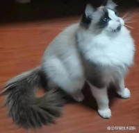 「专业找猫团队」如何寻找丢失或失踪的宠物猫宠物侦探教你