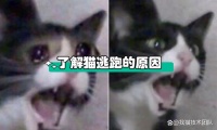宠物侦探，宠物寻找，了解猫咪逃跑的原因反而可以轻松找回猫咪