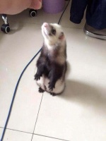 你想养貂吗？论盘点宠物貂有哪些种类