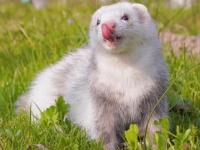 如何饲养宠物貂，才能让它更亲近人类，我们应该这样做