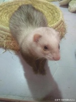 养宠物貂是一种怎样的体验？