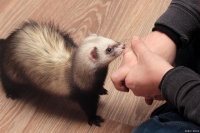 物貂怎么训练不咬人？宠爱不伤：轻松驯服宠物貂，告别咬人的恶习