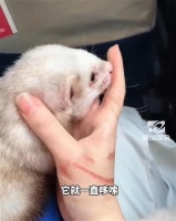 宠物貂被家政阿姨在洗衣机洗了15分钟险丧命？涉事家政平台：退还服务费并承担医疗费用